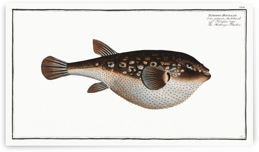 Honkenys Tetrodon Tetrodon Honckenii by IStockHistory com