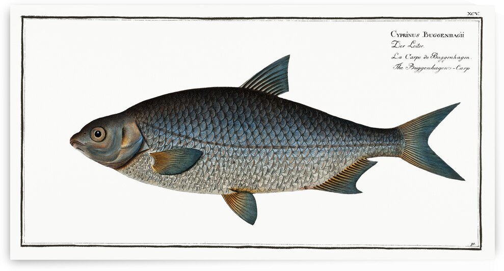 Buggenhagens-Carp Cyprinus Buggenhagii by IStockHistory com