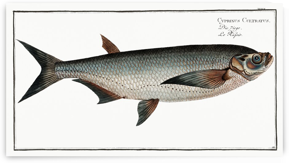 Knife-Carp Cyprinus Cultratus by IStockHistory com