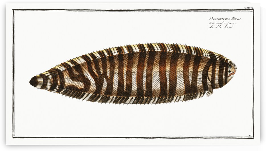 Pleuronectes Zebra by IStockHistory com