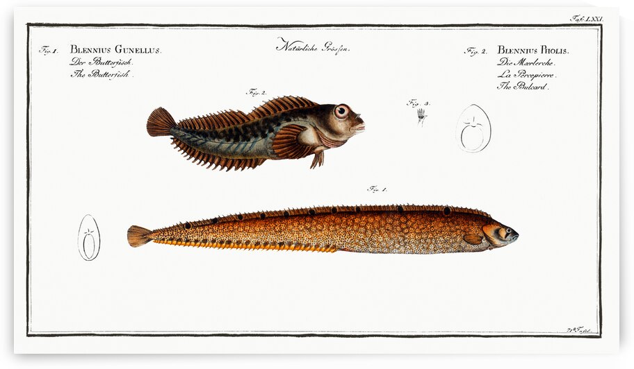 1. Butterfish Blennius Gunellus 2. Bulcard Blennius Pholis by IStockHistory com