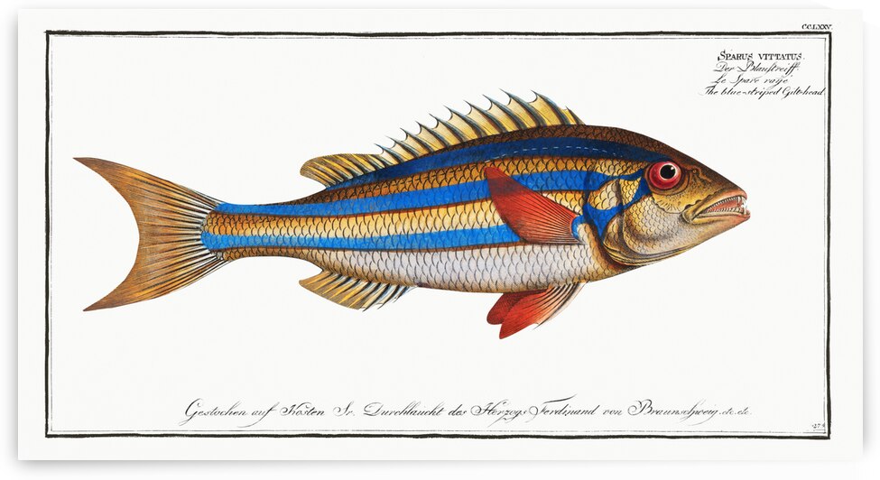 Blue-striped Gilt-head Sparus vittatus by IStockHistory com