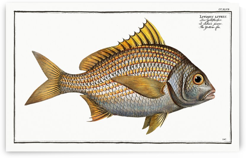 Yellow-fin Lutianus luteus by IStockHistory com