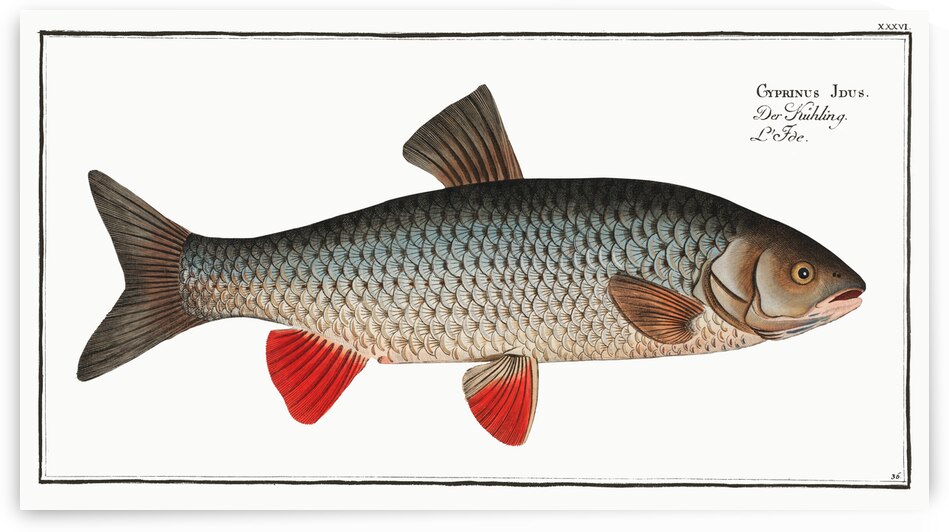 Idus-Carp Cyprinus Idus by IStockHistory com
