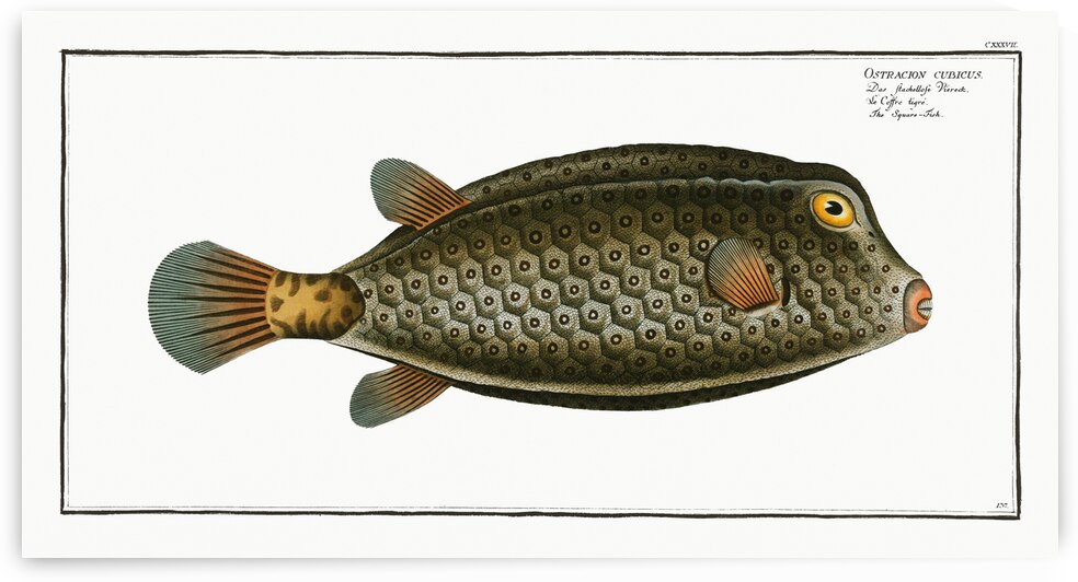 Square-Fish Ostracion cubicus by IStockHistory com