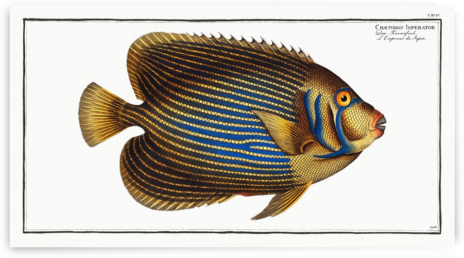 Chaetodon Imperator by IStockHistory com