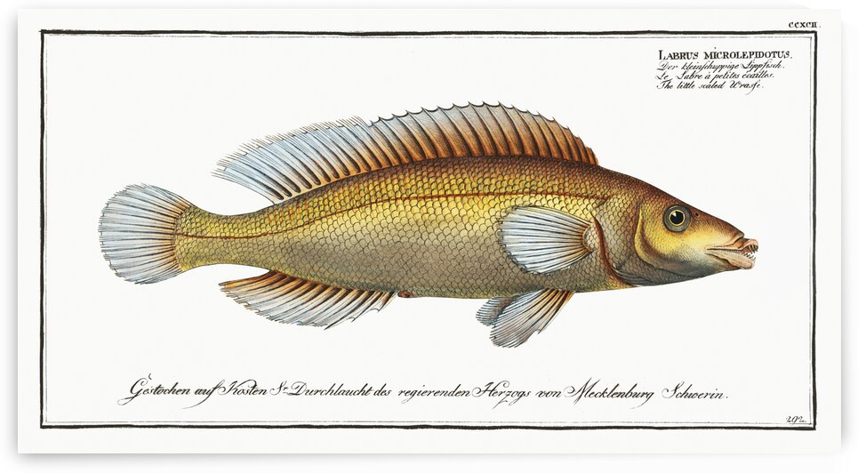 Little scaled Wrasse Labrus microlepidotus by IStockHistory com