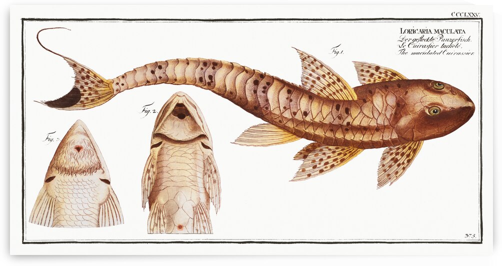 Maculated Cuirassier Loricaria maculata by IStockHistory com