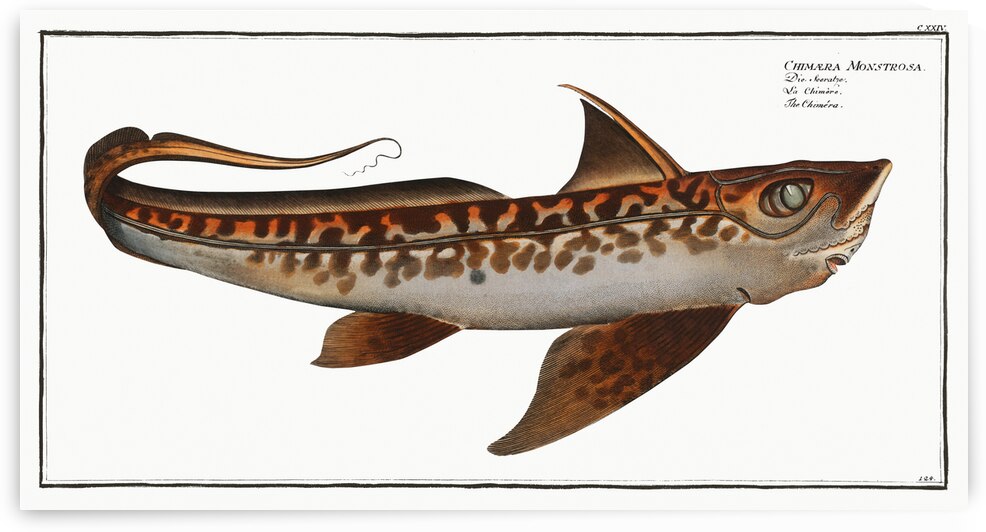 Chiméra Chimaera Monstrosa by IStockHistory com