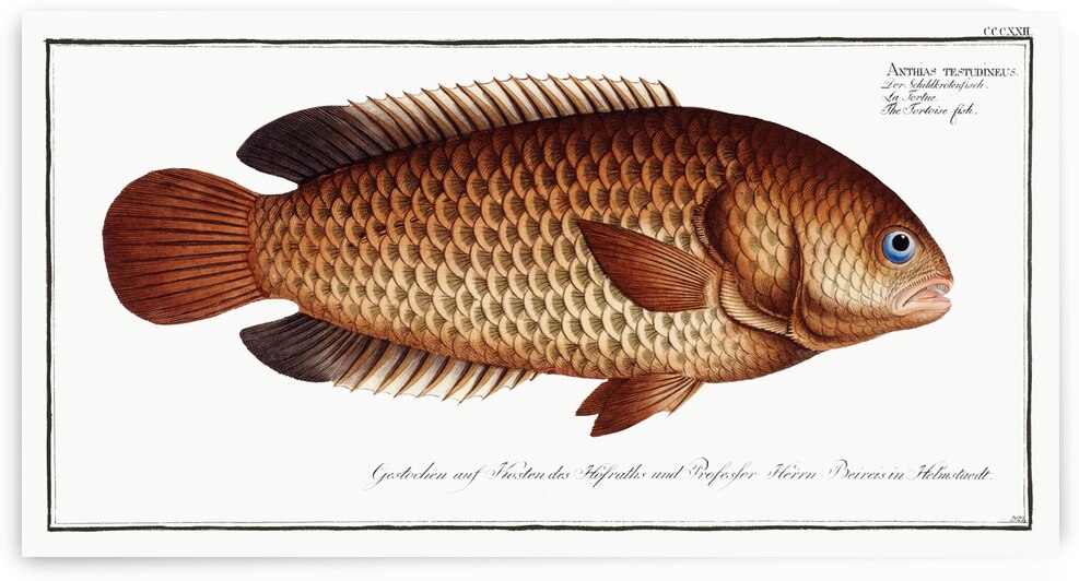 Tortoise-fish Anthias testudineus by IStockHistory com