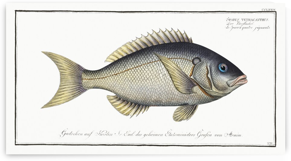 Sparus tetracanthus by IStockHistory com