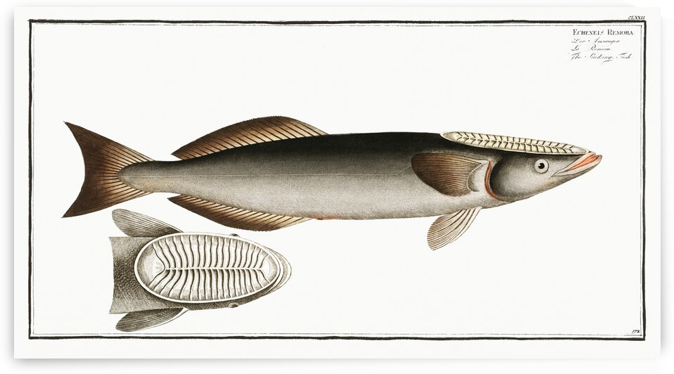 Sucking-Fish Echeneis Remora by IStockHistory com