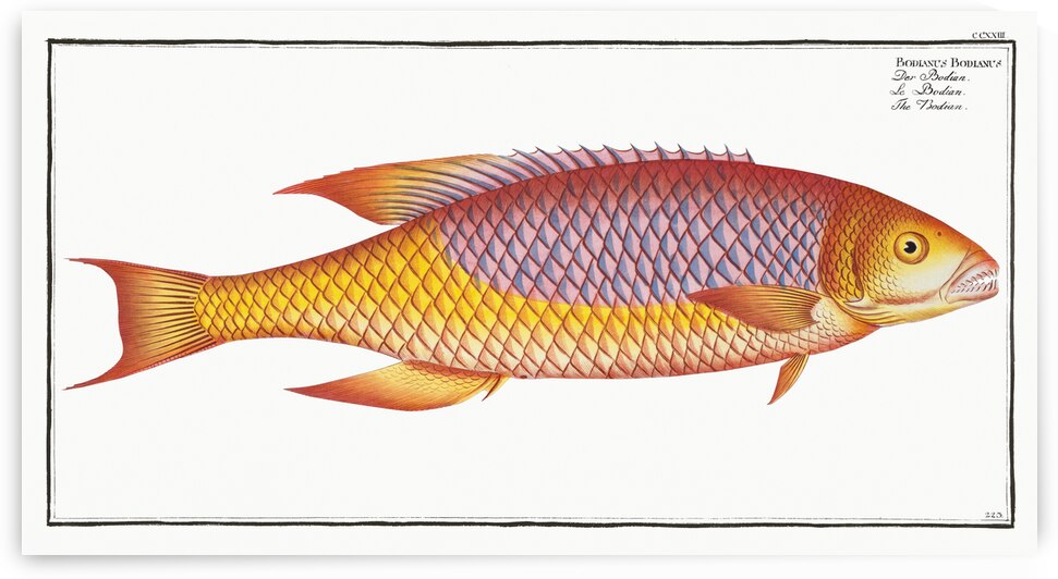 Bodian Bodianus Bodianus by IStockHistory com