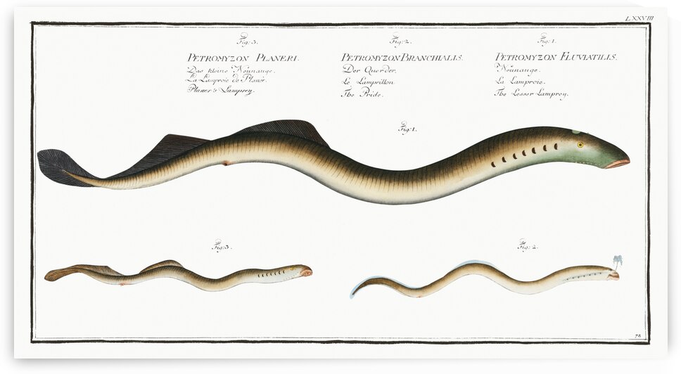 1. Lesser Samprey Petromyzon Fluviatilis 2. Pride Petromyzon Branchialis 3. Planers Samprey Petromyzon Planeri by IStockHistory com