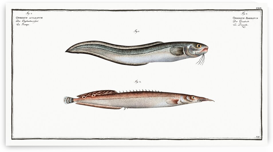 1. Ophidium Barbatum 2. Ophidium aculeatum by IStockHistory com