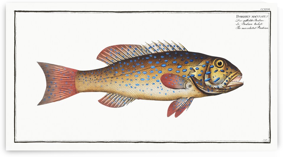 Maculated Bodian Bodianus maculatus by IStockHistory com