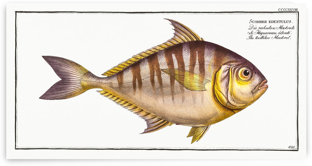 Toothless Mackrel Scomber edentulus by IStockHistory com