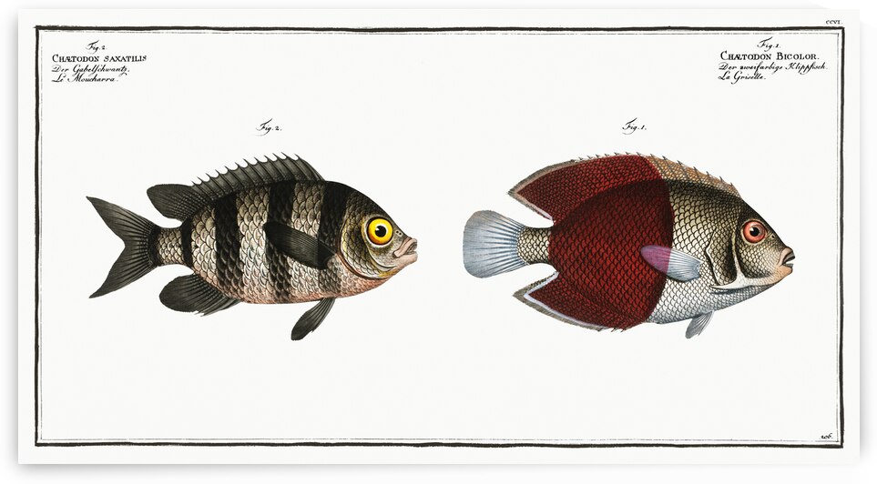 1. Chaetodon bicolor 2. Chaetodon saxatilis by IStockHistory com