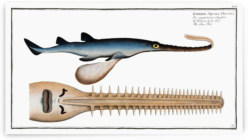 Saw-Fish Embrio Squali Pristis by IStockHistory com