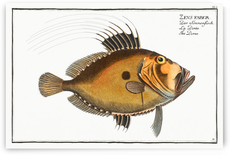 Doree Zeus Faber by IStockHistory com