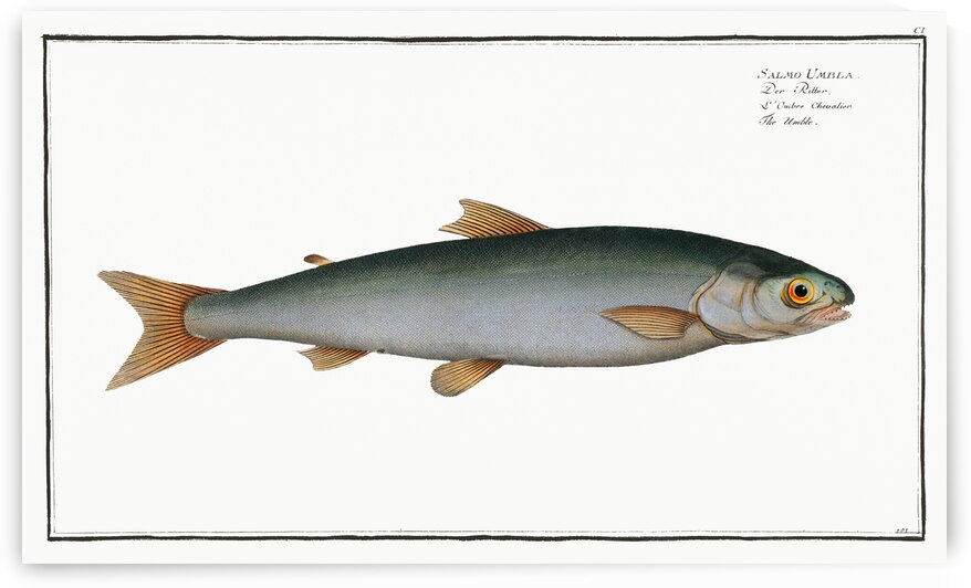Umble Salmo Umbla by IStockHistory com