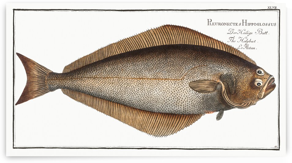 Holybut Pleuronectes Hippoglossus by IStockHistory com