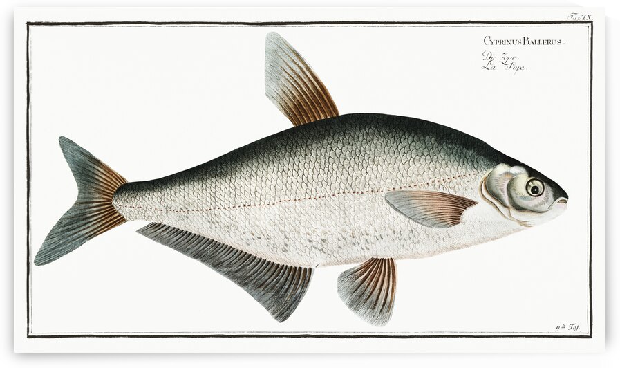 Baller-Carp Cyprinus Ballerus by IStockHistory com