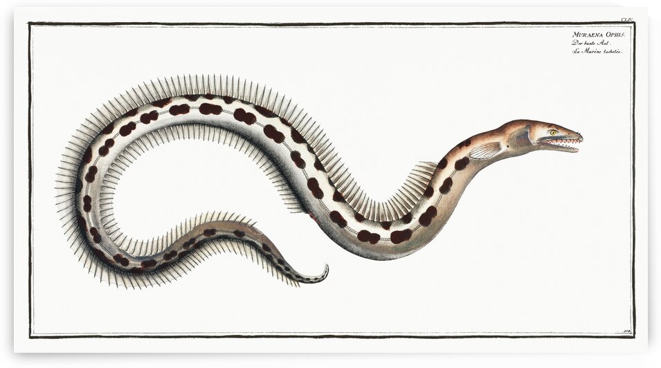 Muraena Ophis by IStockHistory com