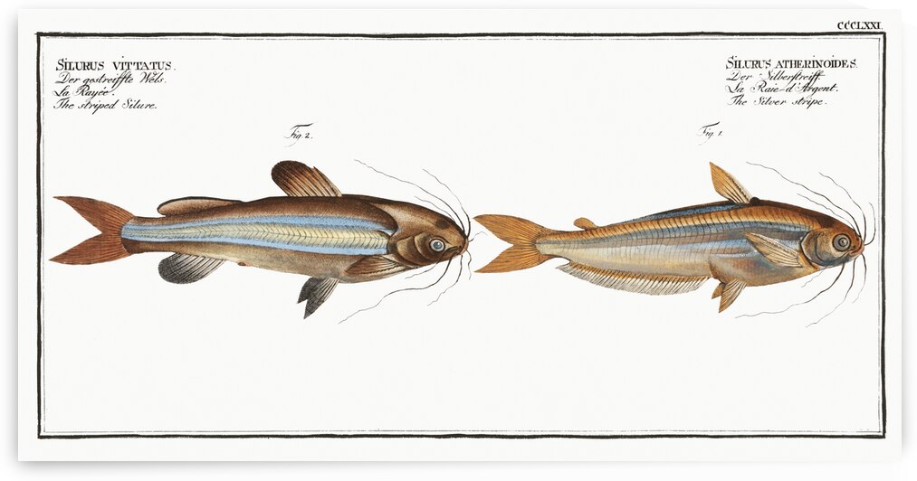1. Silver stripe Silurus atherinoides 2. Striped Silure Silurus vittatus by IStockHistory com