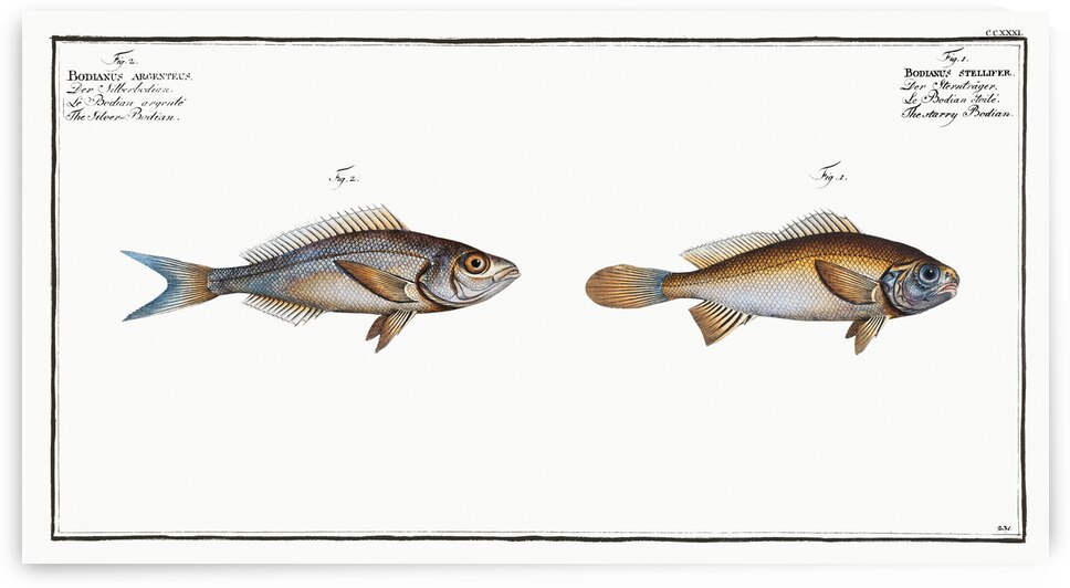 1. Starry Bodian Bodianus stellifer 2. Silver Bodian Bodianus Argenteus by IStockHistory com