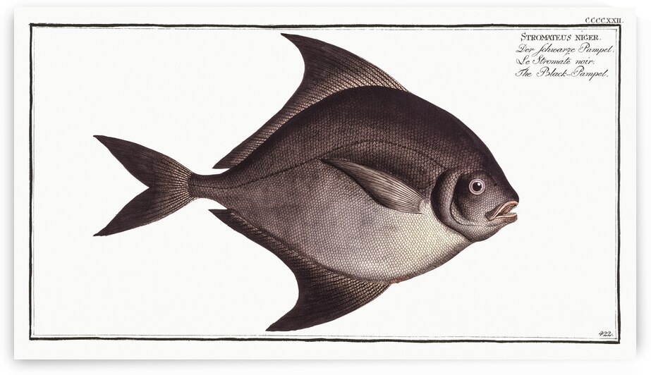 Black-Pampel Stromateus niger by IStockHistory com