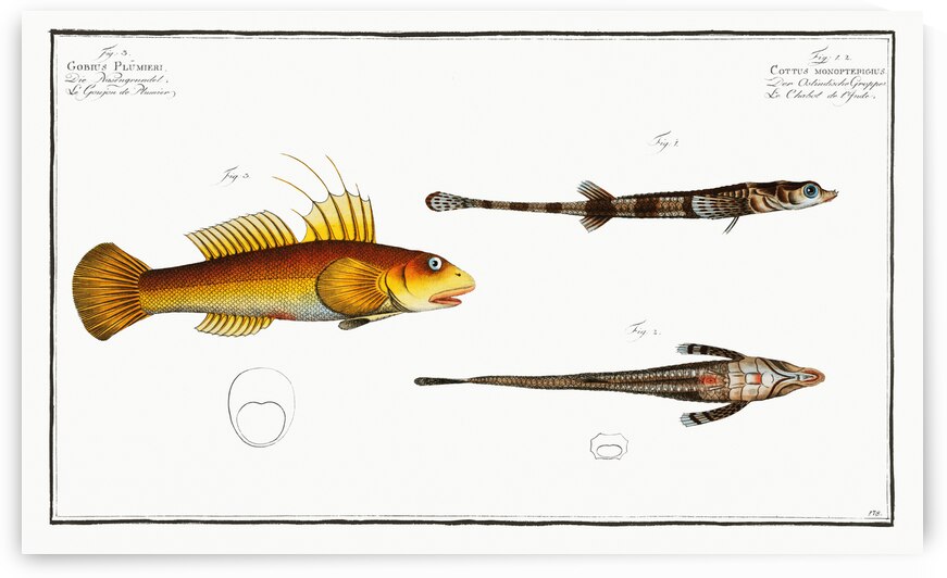 1. 2. Cottus monopterigius 3. Gobius Plümieri by IStockHistory com