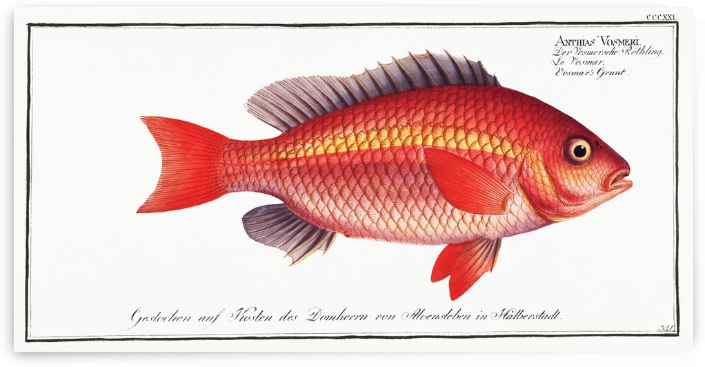 Vosmars Grunt Anthias Vosmeri by IStockHistory com