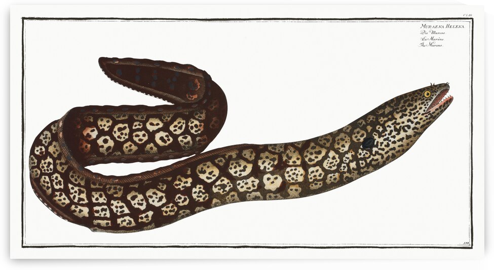 Murane Muraena Helena by IStockHistory com