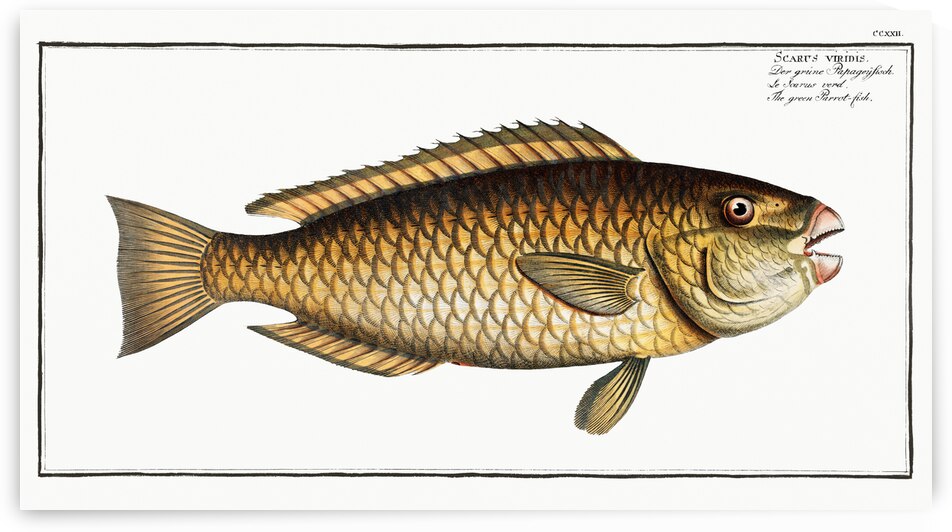 Green Parrot-fish Scarus viridis by IStockHistory com