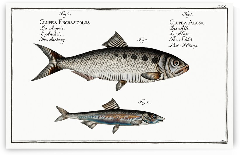 1. Schad Clupea Alosa 2. Anchovy Clupea Encrasicolus by IStockHistory com