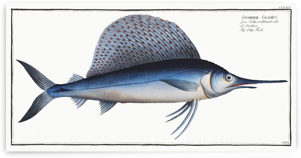 Ola-Fish Scomber Gladius by IStockHistory com