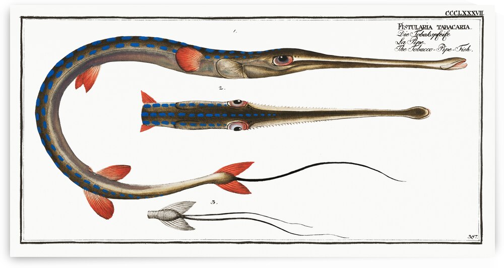 Tobacco-Pipe-Fish Fistularia tabacaria by IStockHistory com