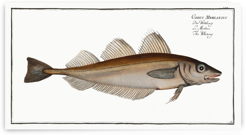 Whiting Gadus Merlangus by IStockHistory com