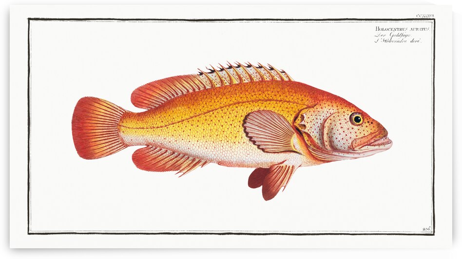 Holocentrus auratus by IStockHistory com