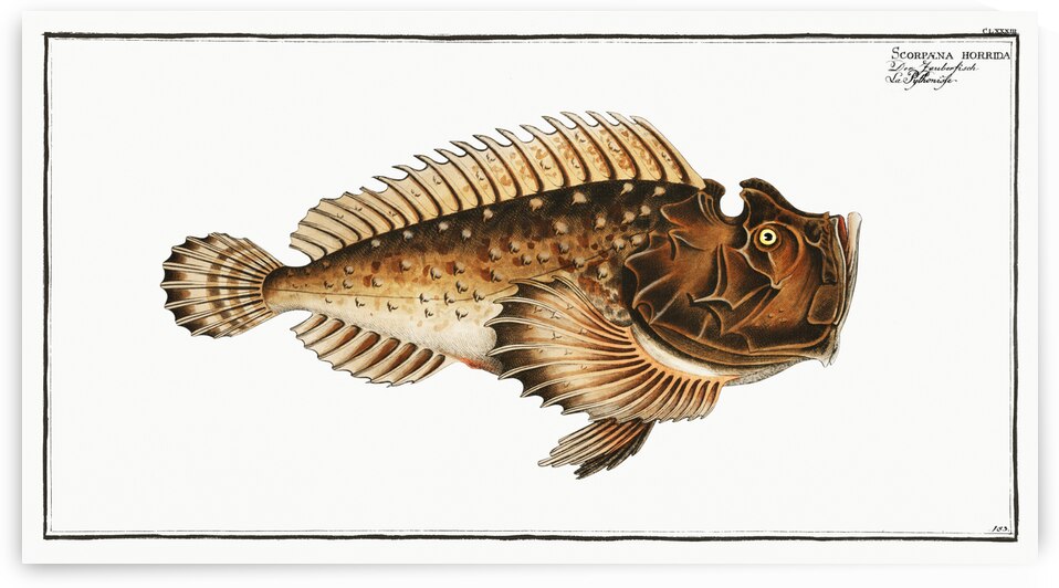 Scorpaena horrida by IStockHistory com