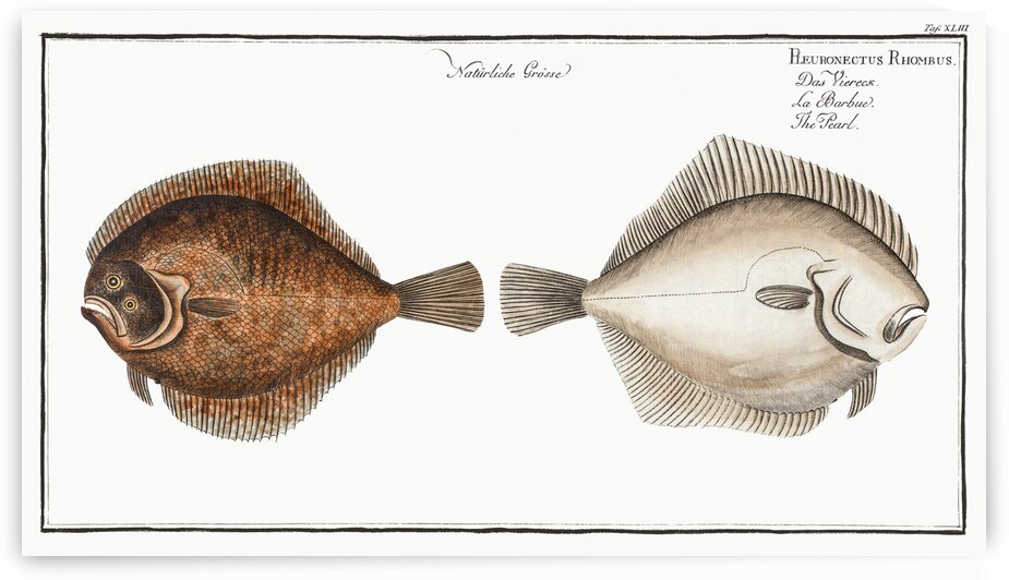Pearl Pleuronectes Rhombus by IStockHistory com