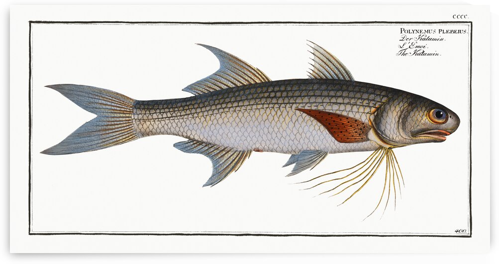 Kalamin Polynemus plebeius by IStockHistory com