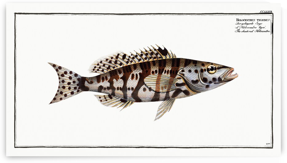 Checkred Holocentre Holocentrus tigrinus by IStockHistory com