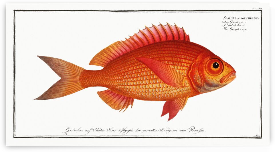 Goggle-eye Sparus macrophthalmus by IStockHistory com