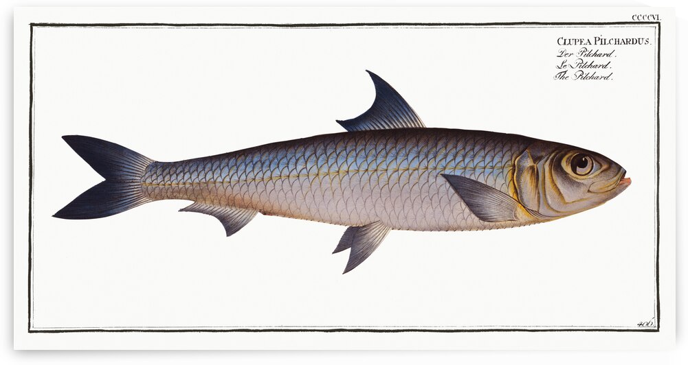 Pilchard Clupea Pilchardus by IStockHistory com