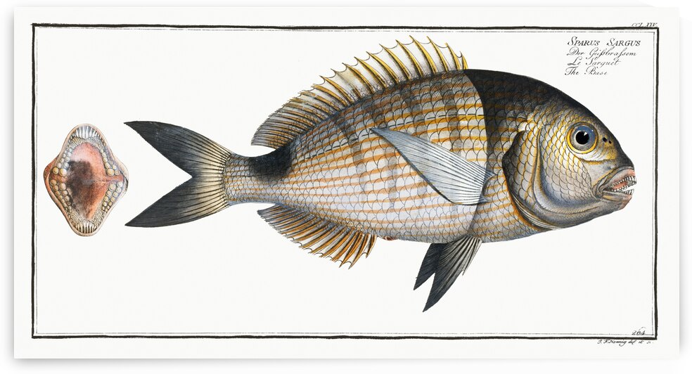 Base Sparus Sargus by IStockHistory com