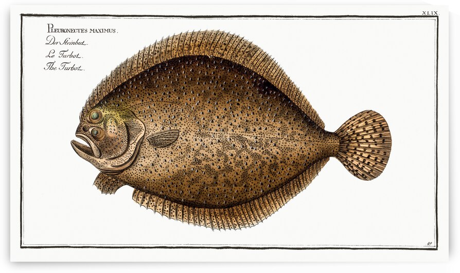 Turbot Pleuronectes maximus by IStockHistory com