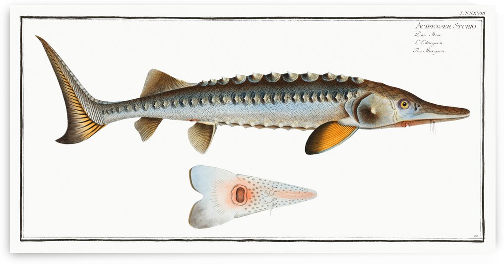 Sturgeon Acipencer Sturio by IStockHistory com