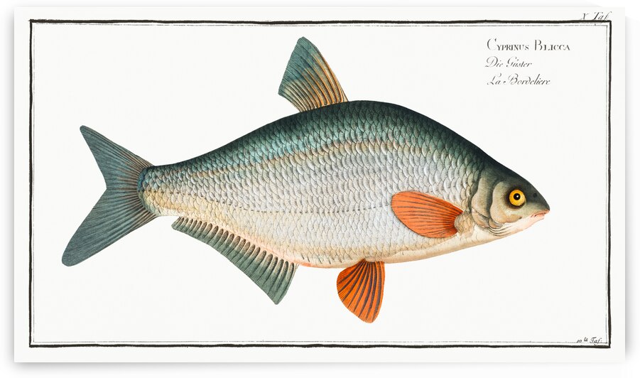 Blicca Cyprinus Blicca by IStockHistory com